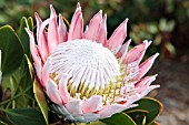 PROTEA CYNAROIDES