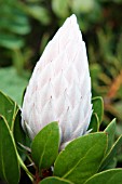 PROTEA CYNAROIDES