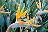 STRELITZIA REGINAE