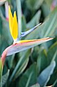 STRELITZIA REGINAE