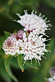 LEUCOSPERMUM BOLUSII