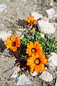 GAZANIA MARITIMA