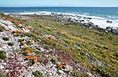 GAZANIA MARITIMA