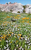 SPRING FLOWERS, WEST COAST NATIONAL PARK, SOUTH AFRICA