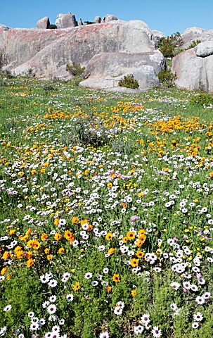 SPRING_FLOWERS_WEST_COAST_NATIONAL_PARK_SOUTH_AFRICA