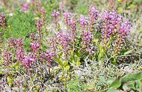 LACHENALIA_PUSTULATA