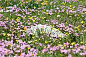 SPRING FLOWERS, WEST COAST NATIONAL PARK, SOUTH AFRICA