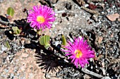 CARPOBROTUS ACINACIFORMIS