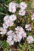 DROSANTHEMUM STRIATUM