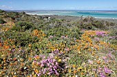 MIXED SPRING DAISY FLOWERS, WEST COAST NATIONAL PARK, SOUTH AFRICA