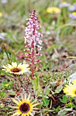 LACHENALIA PUSTULATA