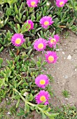 CARPOBROTUS QUADRIFIDUS