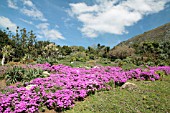 DROSANTHEMUM, VYGIE OR ICE PLANT FLOWERS