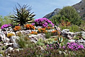 MIXED DROSANTHEMUM, VYGIE OR ICE PLANT FLOWERS