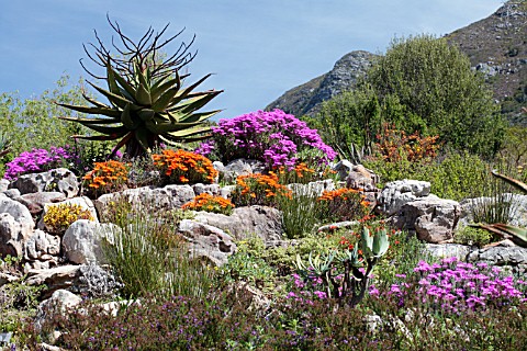 MIXED_DROSANTHEMUM_VYGIE_OR_ICE_PLANT_FLOWERS