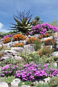 MIXED DROSANTHEMUM, VYGIE OR ICE PLANT FLOWERS