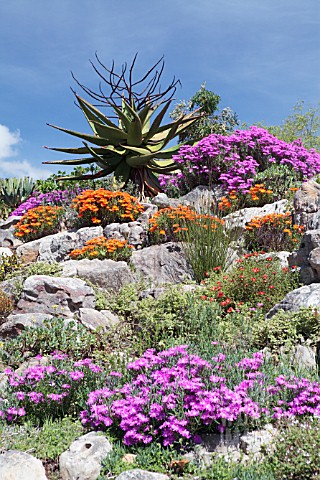 MIXED_DROSANTHEMUM_VYGIE_OR_ICE_PLANT_FLOWERS
