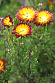 DROSANTHEMUM BICOLOR