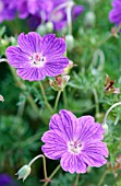 GERANIUM INCANUM