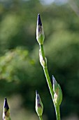 BEARDED IRIS IN BUD