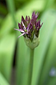 ALLIUM CRISTOPHII