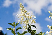 HYDRANGEA PANICULATA