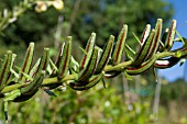 OENOTHERA ERYTHROSEPALA, YOUNG FRUITS