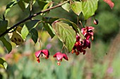 EUONYMUS PLANIPES IN FRUIT