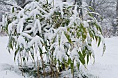 YOUNG PSEUDOSASA JAPONICA UNDER SNOW