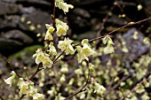 CORYLOPSIS PAUCIFLORA