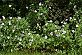 GERANIUM ASPHODELOIDES