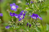 GERANIUM SYLVATICUM MAYFLOWER