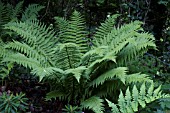 DRYOPTERIS CRASSIRHIZOMA