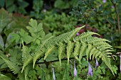 DRYOPTERIS UNIFORMIS