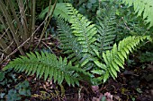 POLYSTICHUM MAKINOI