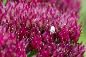 SEDUM AUTUMN JOY WITH FRUIT OF TORILIS JAPONICA