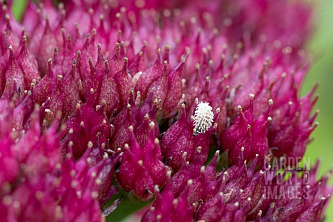 SEDUM_AUTUMN_JOY_WITH_FRUIT_OF_TORILIS_JAPONICA