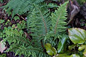 POLYSTICHUM SETIFERUM CONGESTUM GROUP