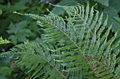 POLYSTICHUM SETIFERUM BEVIS