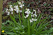 HYACINTHOIDES X MASSARTIANA ALBA, A HYBRID SPANISH BLUEBELL