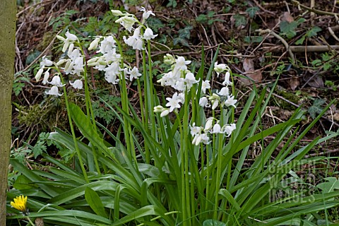 HYACINTHOIDES_X_MASSARTIANA_ALBA_A_HYBRID_SPANISH_BLUEBELL