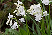 HYACINTHOIDES X MASSARTIANA ALBA, A HYBRID SPANISH BLUEBELL