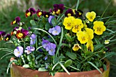 MIXED VIOLETS IN A LARGE POT