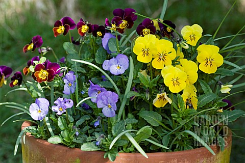 MIXED_VIOLETS_IN_A_LARGE_POT