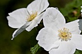 RUBUS BENENDEN