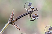 DEHISCED FRUITS OF GERANIUM THUNBERGII