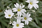 CERASTIUM TOMENTOSUM, SNOW-IN-SUMMER