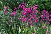 GLADIOLUS BYZANTINUS