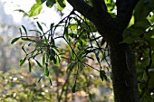 VISCUM ALBUM, MISTLETOE, ON APPLE TREE