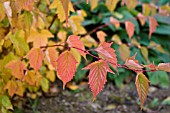 AUTUMN COLOUR OF STEPHANANDRA TANAKAE